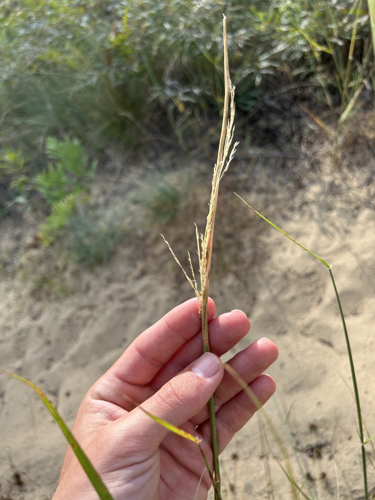 Sand Dropseed from Canadian Forces Base Borden, Essa, ON, CA on August ...