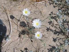 Calycoseris wrightii