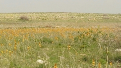 Asphodeline lutea