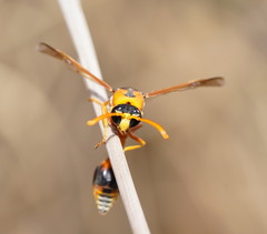 Delta bicinctum
