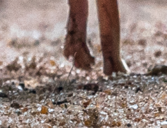 Petrodromus tetradactylus