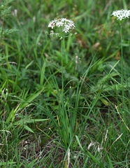 Allium ramosum