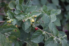 Capsicum rhomboideum