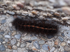 Creatonotos transiens vacillans