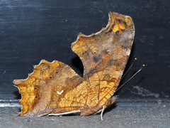 Polygonia c-aureum lunulata