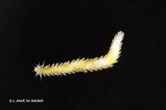 Phyllodocidae