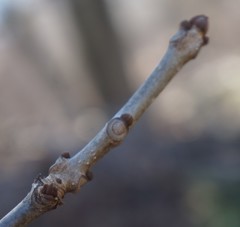 Fraxinus nigra
