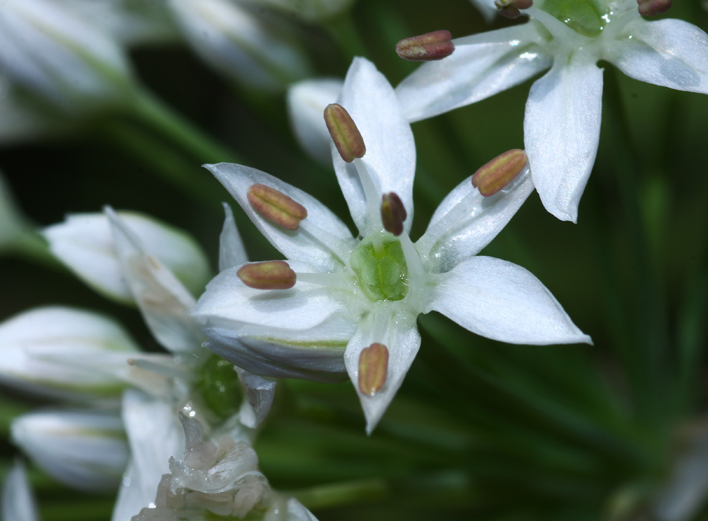 branchy onion