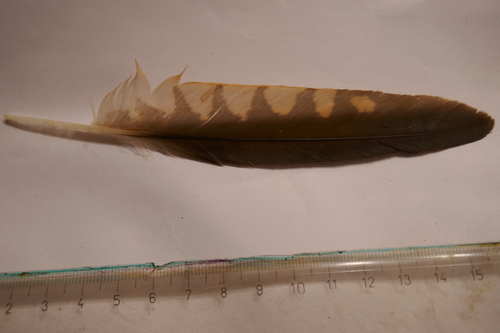 Plume de Faucon crécerellette