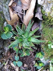 Haworthiopsis
