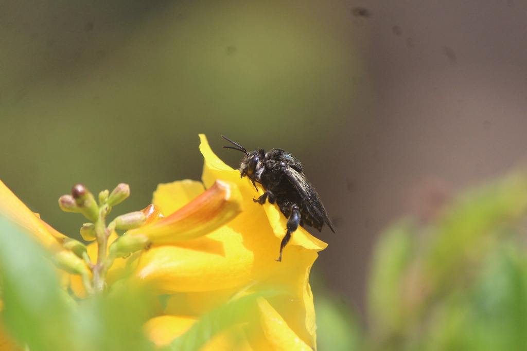 Mesoplia dugesi