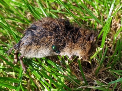 Common Vole, Genemuiden, Nederland, photo 9 of 10