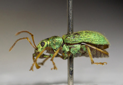 Phyllobius argentatus