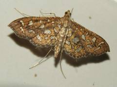 Nausinoe geometralis