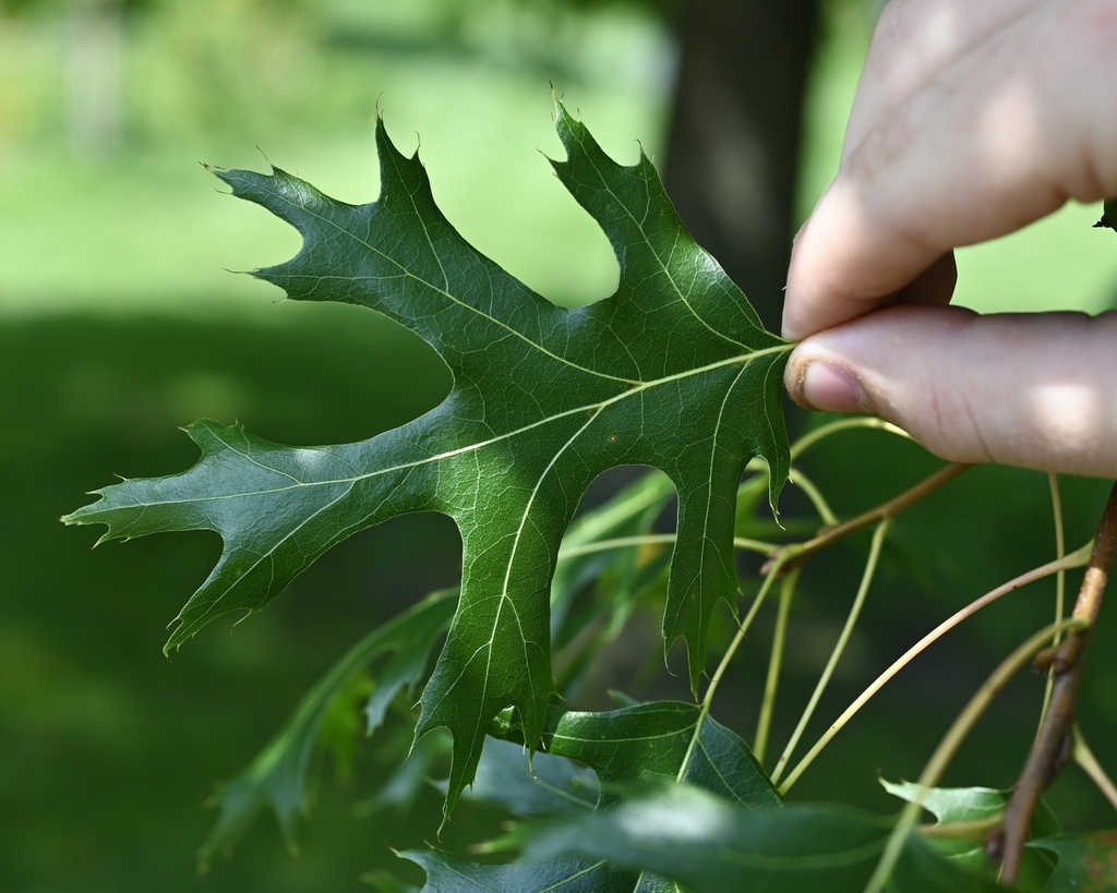 northern pin oak from Cedar St, Holt, MI, US on August 22, 2023 at 03: ...