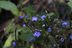 Browallia americana