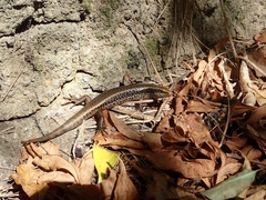 Oligosoma kokowai