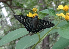 Phocides urania urania
