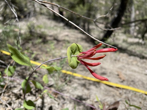 Lonicera arizonica, photograph 6