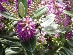 Bombus terrestris