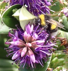 Bombus terrestris