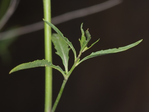 Image of Thelypodium wrightii by (c) Michelle W. （鍾偉瑋）, some rights reserved (CC BY)