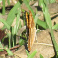 Adelpha tracta