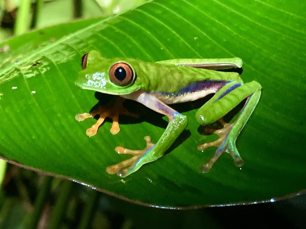 Misfit Leaf Frog