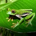 Parachuting Red-eyed Leaf Frog - Photo (c) jorge, some rights reserved (CC BY-NC), uploaded by jorge