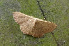 Cosymbiini