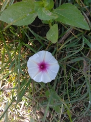 Ipomoea pandurata