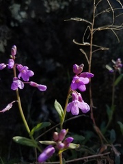 Boechera breweri shastaensis