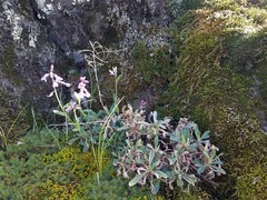 Boechera breweri shastaensis