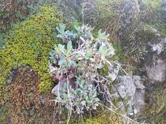 Boechera breweri shastaensis