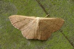 Cosymbiini