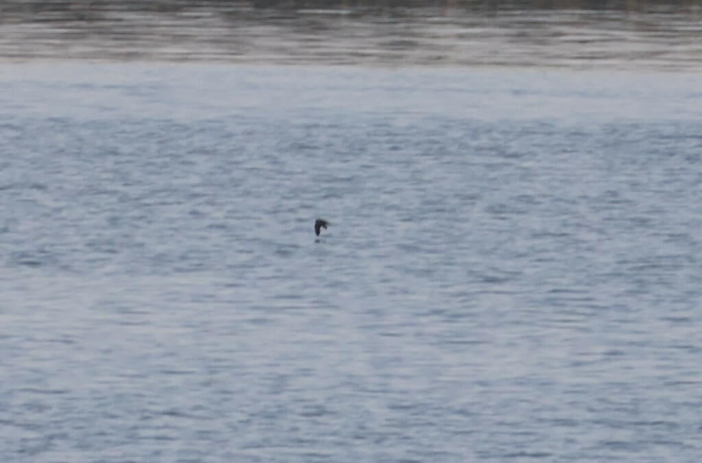 Least Storm-Petrel