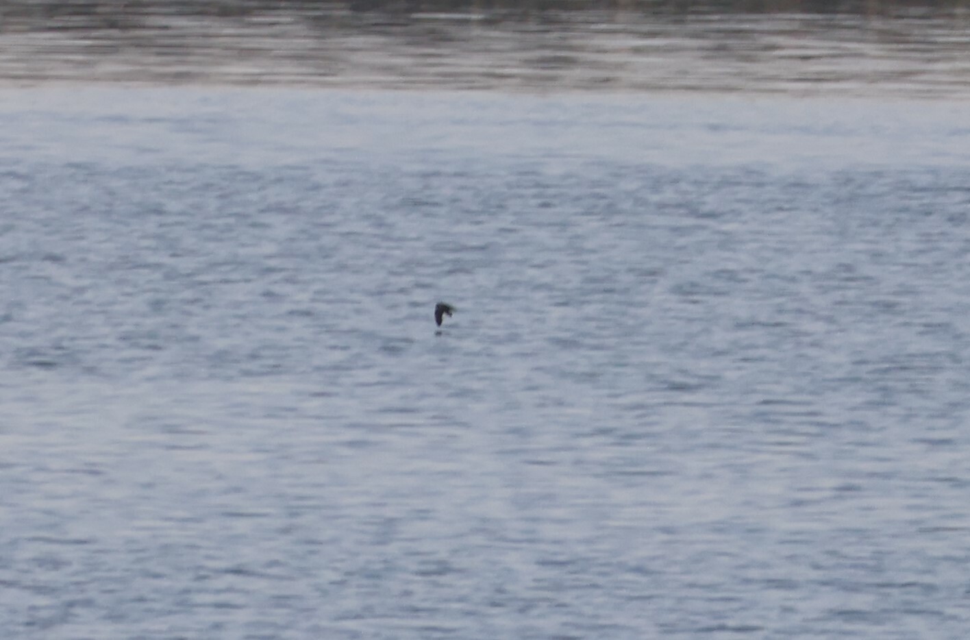 Least Storm-Petrel illustration