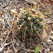 Mammillaria mainiae - Photo (c) barbara_lb, μερικά δικαιώματα διατηρούνται (CC BY-NC), uploaded by barbara_lb