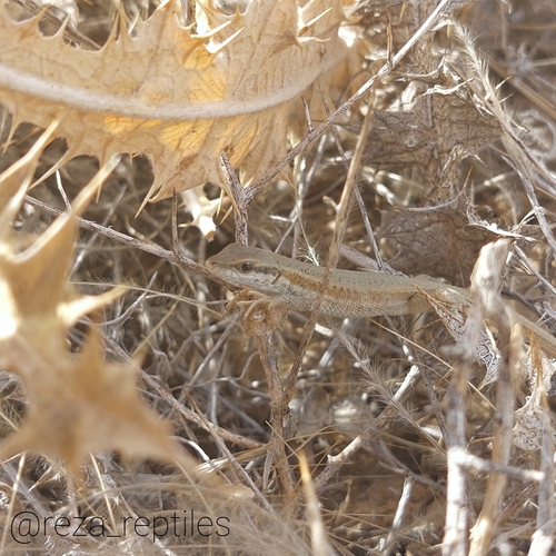 Snake-eyed Lizard
