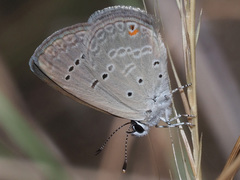 Eicochrysops messapus messapus