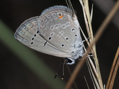 Eicochrysops messapus messapus