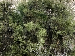 Koeberlinia spinosa