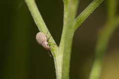 Foucartia squamulata