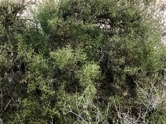 Koeberlinia spinosa