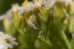 Foucartia squamulata