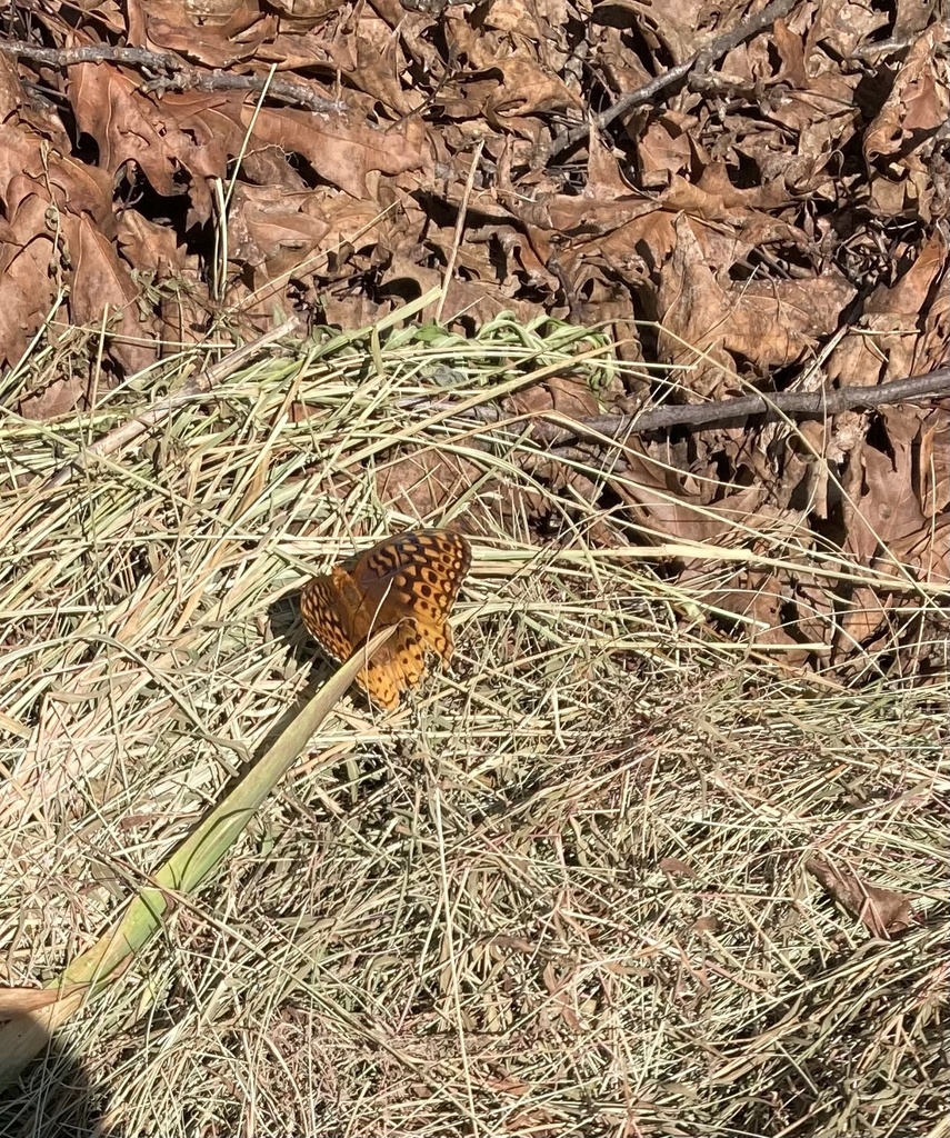 Great Spangled Fritillary from Mynderse St, Saugerties, NY, US on
