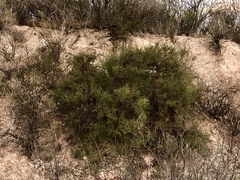 Koeberlinia spinosa