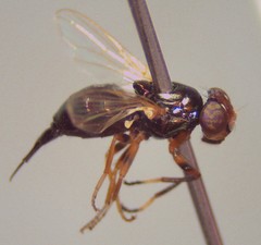 Physiphora clausa