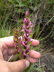Disperis tysonii