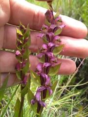 Disperis tysonii